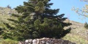 Abies nebrodensis